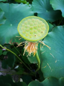 蓮蓬