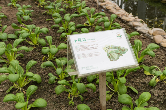 小青菜