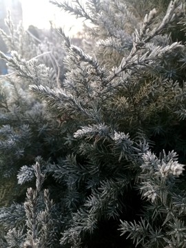 霜凍的松針