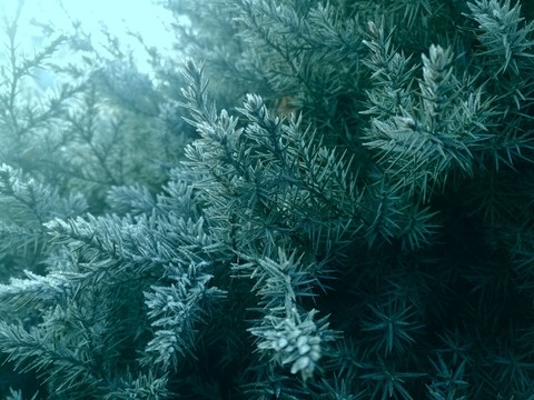 霜凍的松針