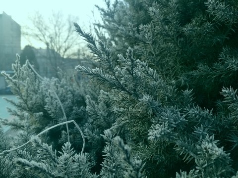 霜凍的松針