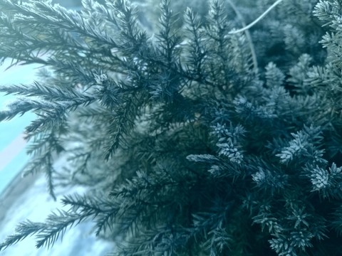 霜凍的松針