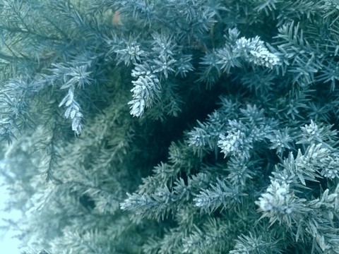 霜凍的松針