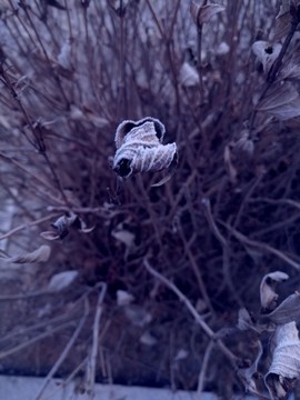 霜凍的葉子