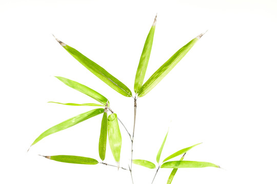 竹葉竹枝 陽光樹葉