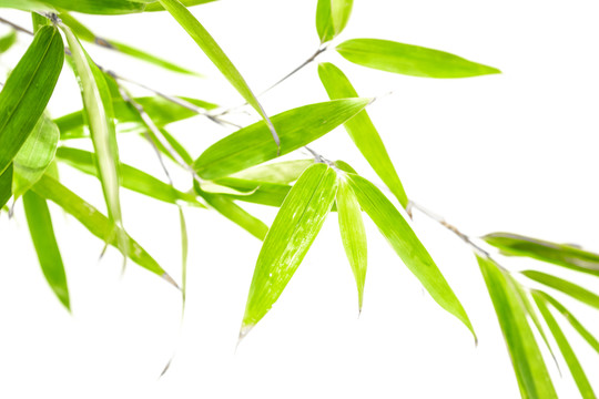 竹葉竹枝 陽(yáng)光樹(shù)葉