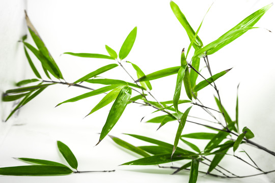 竹葉竹枝 陽(yáng)光樹(shù)葉