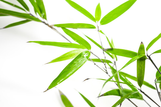 竹葉竹枝 陽光樹葉