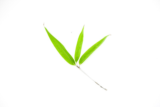 竹葉竹枝 陽光樹葉