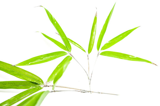 竹葉竹枝 陽光樹葉