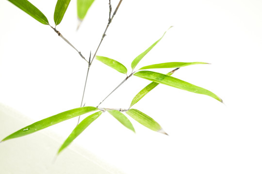 竹葉竹枝 陽(yáng)光樹(shù)葉