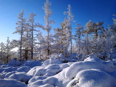 冰雪森林霧淞
