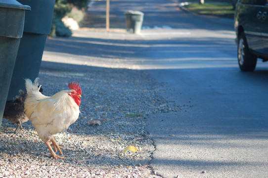 鸡要过马路