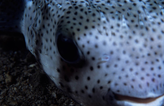 豪豬魚