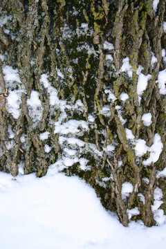 雪皮蘚