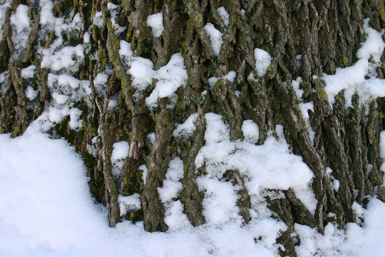 雪樹樹皮