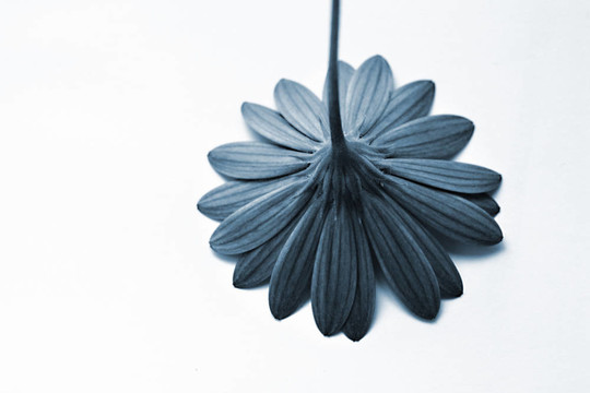藍色FLOWer1