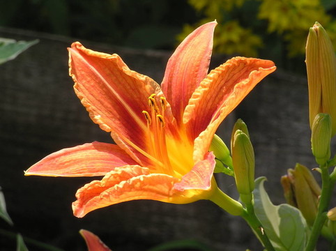 黃花菜