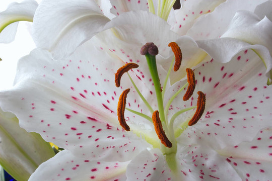 復(fù)活節(jié)的百合花