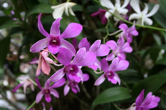 紫色的花四