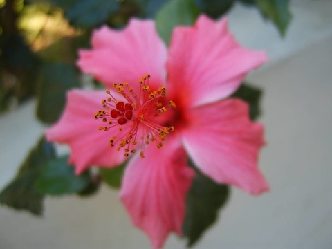 粉紅色的花