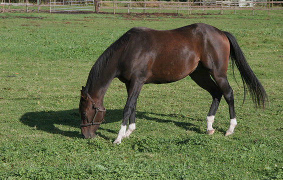 馬