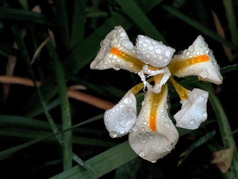 五顏六色的花