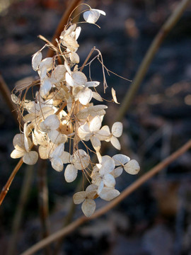 冬季干燥花