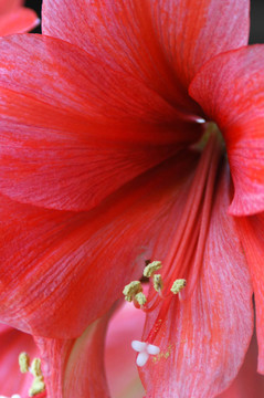 朱頂紅