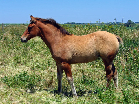 季度匹小馬駒