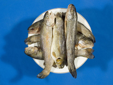 魚