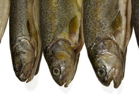 魚