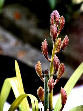 花后雨