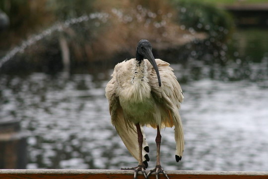 悉尼牡丹鳥