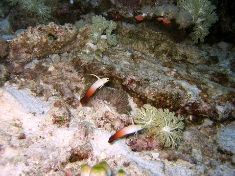 火蝦虎魚