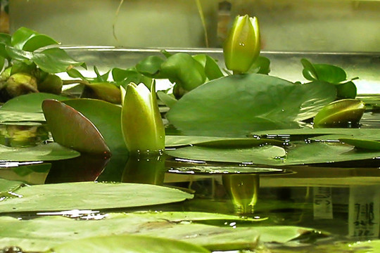 水百合