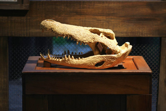 鱷魚頭骨