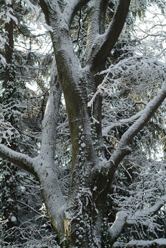 雪白色的樹(shù)