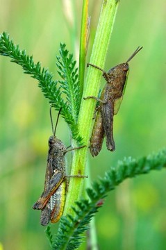 doublehopper