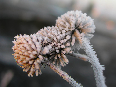 Hoar frost 4