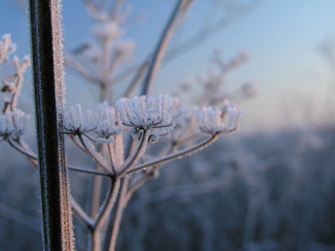 Hoar frost 3
