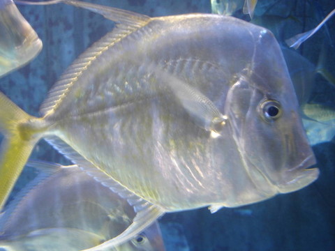 銀色的魚