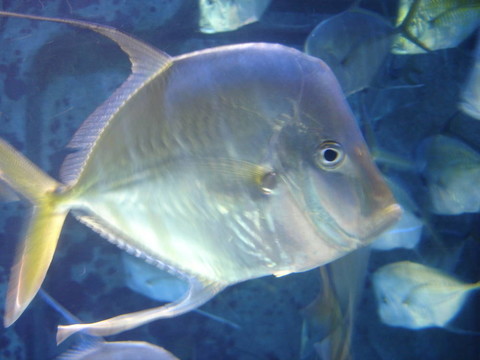 銀色的魚