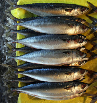 魚市場