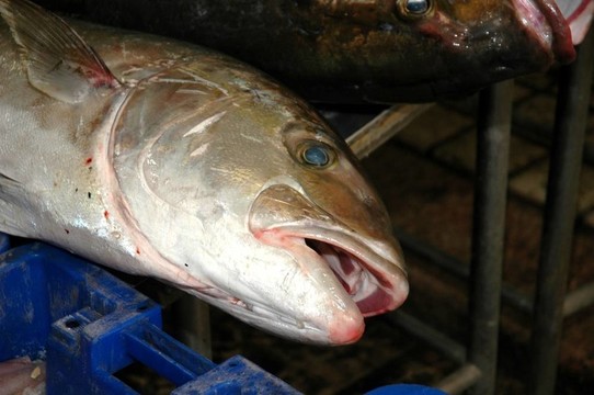 在戶外市場(chǎng)的新鮮魚(yú)；阿卡；以色列