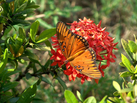 monarch_butterfly01