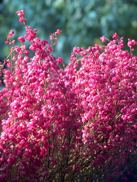 pink_heather01