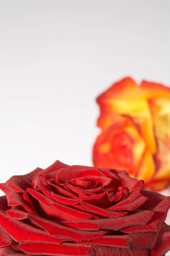 zweif脙隴rbige玫瑰色rosezweif盲虜壟IgE玫瑰雙色玫瑰