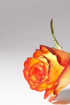 黃；橙玫瑰-蓋布；orange Rose
