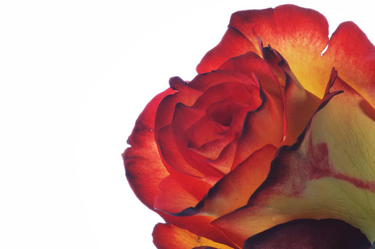 zweif脙隴rbige玫瑰色rosezweif盲虜壟IgE玫瑰雙色玫瑰
